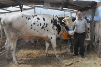 KURBAN PAZARI - Kurban Pazarının En Büyüğü Haydar