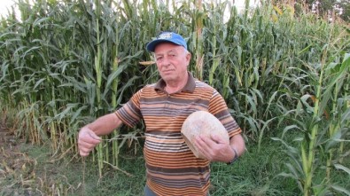 Su Kabağından Domuzsavar Yaptılar