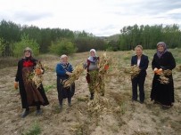 İSTİKLAL İLKÖĞRETİM OKULU - Kırklareli'nde Uluslararası Bakliyat Yılı Etkinliği