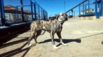 Pitbull Ve Dogo Cins Köpek Yetiştirene 16 Bin TL Ceza Kesildi