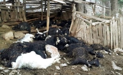 Antalya'da Yıldırım Düşmesi Sonucu 35 Keçi Telef Oldu