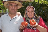 ORGANİK ÜRÜN - Kocasinan Belediyesi'nin Dağıttığı Fideler Ürün Verdi