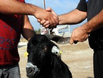 Kurbanlık alırken 'kurban' olmayın