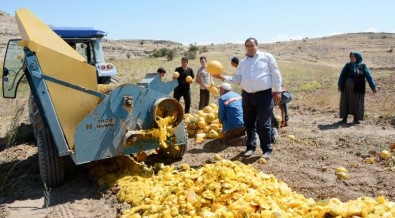 Aksaray'da Çerezlik Kabak Çekirdeği Hasadı Başladı