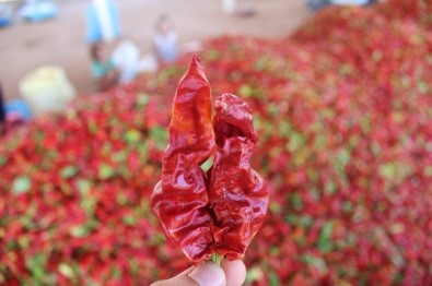 Adıyaman Biberi Şanlıurfa Ve Kahramanmaraş'a Rakip Oluyor