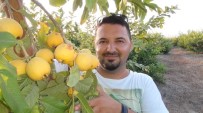 Kansere Karşı Koruyucu Olan 'Guava'nın Hasadına Başlandı