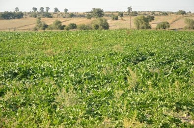 Karaören'de Kapalı Devre Sulamada İkinci Hasat Heyecanı