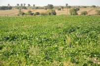 Karaören'de Kapalı Devre Sulamada İkinci Hasat Heyecanı