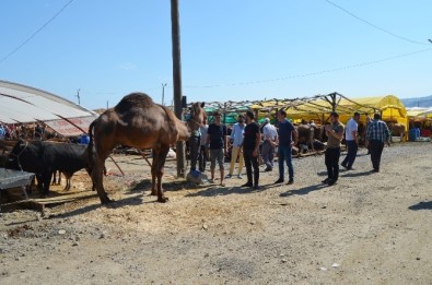 Trabzon'da Kurban Pazarına Bölgedeki Arap Turistler İçin Kurbanlık Deve Getirdiler