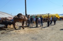 Trabzon'da Kurban Pazarına Bölgedeki Arap Turistler İçin Kurbanlık Deve Getirdiler