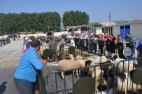 KURBAN FİYATLARI - Bozüyük Hayvan Pazarında Hareketlilik Başladı