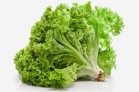 ÜRETICI FIYATLARı ENDEKSI - Doğu Marmara'nın Zam Şampiyonu Marul Oldu