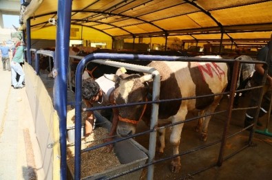 Eyüp Belediyesi 50 Şehit İçin 50 Kurban Kesecek