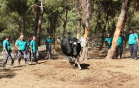 ÖZEL TİM - Gaziantep'te 'Kurban Yakalama Timi' Oluşturuldu