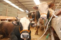 KURBANLIK HAYVAN - İstanbul'da Kurbanlık Kalmadı