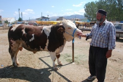 Kurban Pazarının En Büyükleri 11 Bin İle 2 Bin Liradan Satışa Çıkarıldı