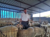 Kurbanlıklar Görücüye Çıktı