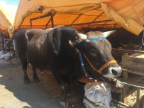 Lüks otomobil fiyatına dana