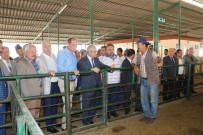 İSMAIL ÇORUMLUOĞLU - Vali Güvençer'den Canlı Hayvan Borsası'na Ziyaret