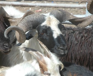 Van'da Kurbanlıklar Pazara İndi