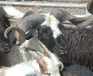 BOSTANIÇI - Van'da Kurbanlıklar Pazara İndi