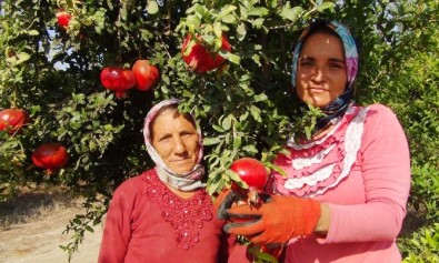 Yılın İlk Nar Hasadı Yapıldı