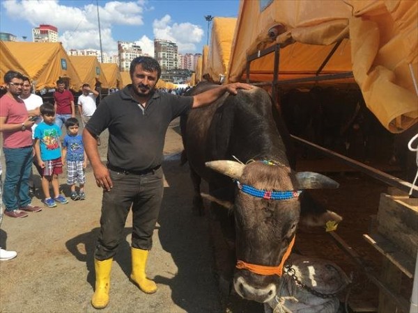 Lüks otomobil fiyatına dana