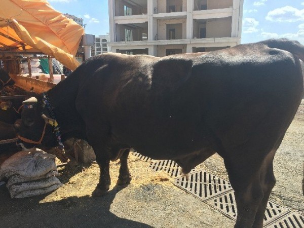 Lüks otomobil fiyatına dana