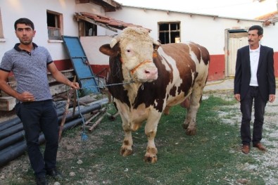 2 ton 207 kilo! Ondan daha büyüğü yok
