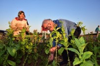 NOSTALJI - Başkan Yılmaz Tütün Tarlasında Tütün Kırdı