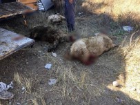 Devrilen TIR'daki 50 Kurbanlık Telef Oldu