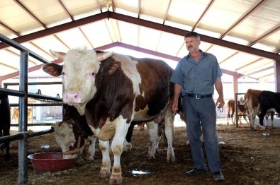 Hayvan Pazarının En Pahalı Kurbanlığı