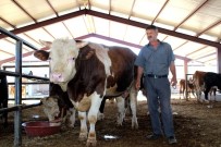 Hayvan Pazarının En Pahalı Kurbanlığı