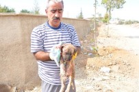 HAYVAN SEVERLER - Köpeklerin Saldırdığı Yavru Köpek, Ambulansla Hayvan Hastanesine Kaldırıldı