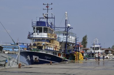 Marmara'da Hamsi Bereketi
