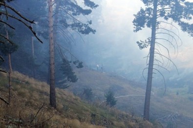 Yozgat'ta Orman Yangını