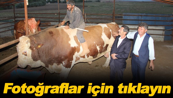 2 ton 207 kilo! Ondan daha büyüğü yok