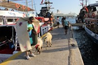 AYDIN AYDIN - Aydın Aydın Kurbanlık Koyunlarla Lüks Yata Binip, Denize Girdi