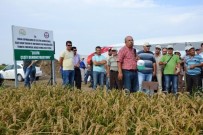 GÖKHAN GÖRGÜLÜARSLAN - Biga'da 'Tarla Günü' Etkinliği