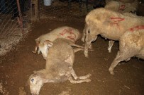 ELEKTRİK KAÇAĞI - Antalya'da Akıma Kapılan 61 Kurbanlık Telef Oldu