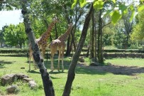 DOĞAL YAŞAM ALANI - Hayvanat Bahçesi'nden Bayram Sürprizi