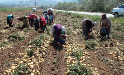 Patates Ve Soğan'da Verimin Yüksek Olması Çiftçinin Yüzünü Güldürüyor