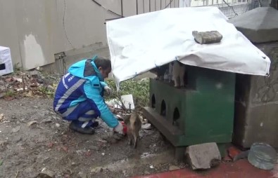 Beyoğlu'nda Sokak Hayvanları Aç Kalmayacak