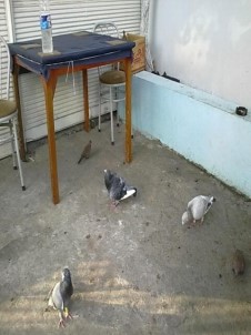 Adana'da Güvercin Cinayeti