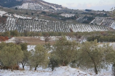 Burhaniye'de Zeytin Hasadına Kar Ve Soğuk Molası