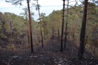 ORMAN YASASı - Çamburnu Sarı Çam Ormanları İlkbaharda Tekrar Yeşillenecek