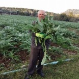 KAR ÖRTÜSÜ - Çeşme'de Yağan Kar Üreticiye Zarar Verdi
