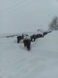 HALİT ARSLAN - Atlar Kar Yağışı Altında Ölüme Terk Edildi