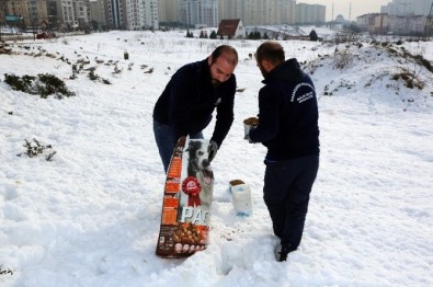 Başakşehir Belediyesi Sokak Hayvanlarına  Sahip Çıktı