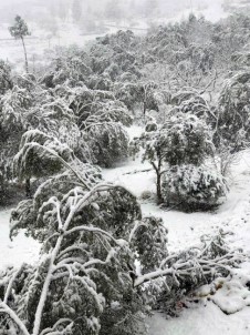 Mut'ta 20 Yıl Sonra Yağan Kar 400 Bin Zeytin Ağacına Zarar Verdi